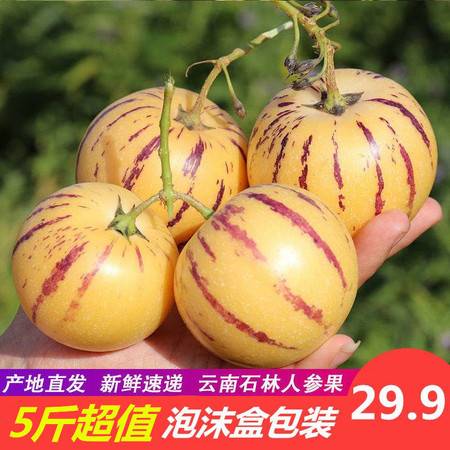 云南石林人參果 當季新鮮黃肉圓果，整箱批發(fā)包郵到家