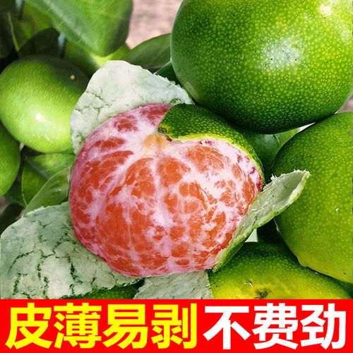 新鮮蜜桔批發(fā)指南 薄皮青桔的多倉發(fā)貨優(yōu)勢