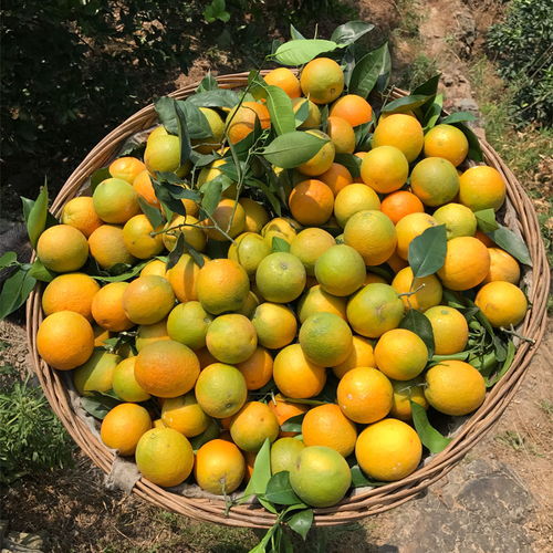 高山臍橙 應季甜橙的饋贈，從果園直達餐桌